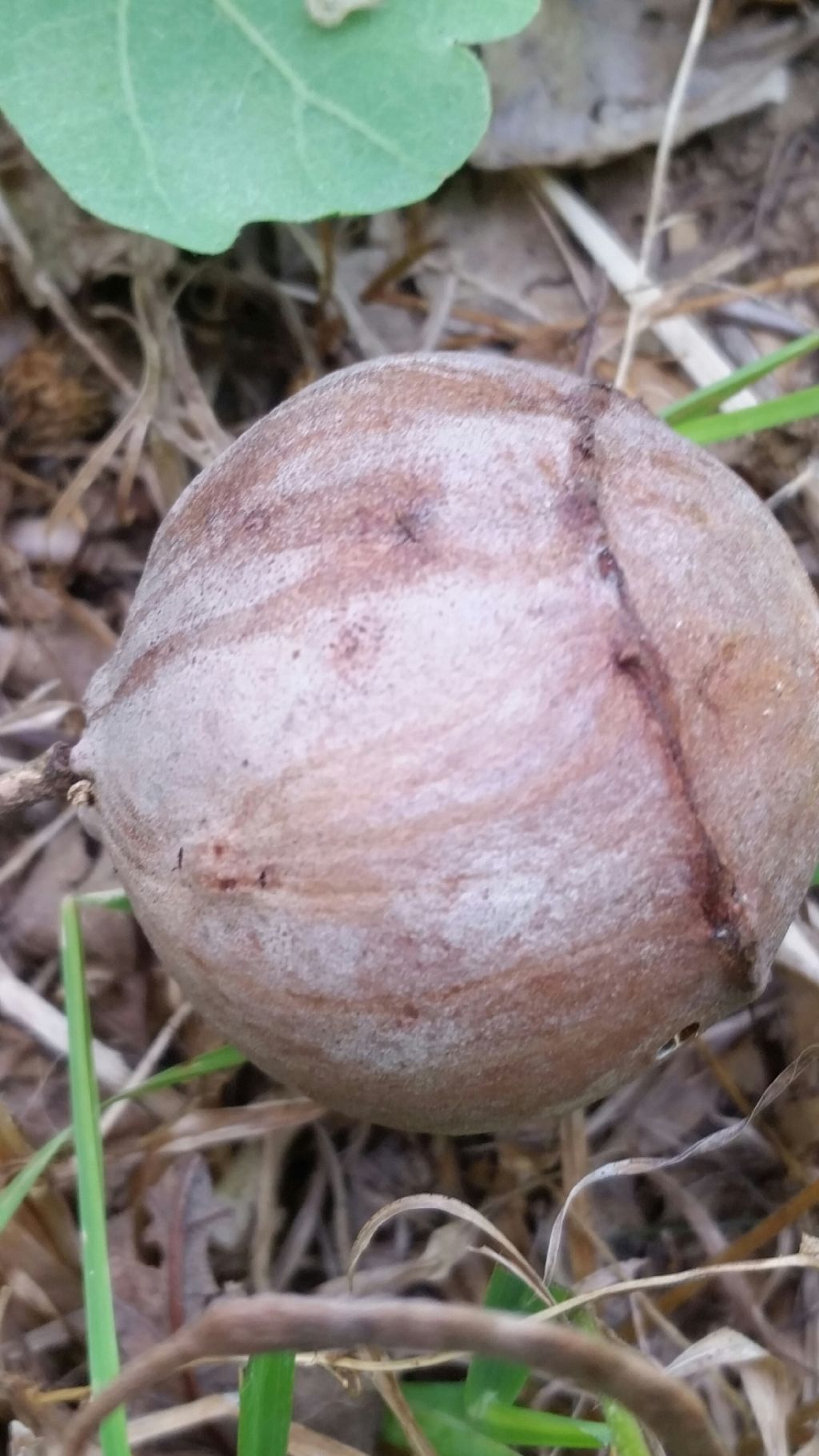 Galla su quercia: Andricus quercustozae, Cynipidae